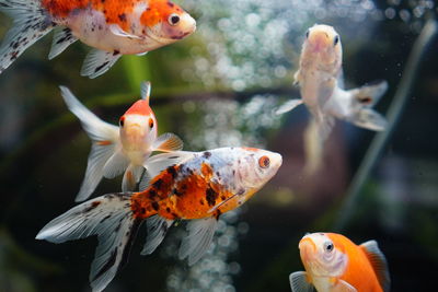 View of fish swimming in pond