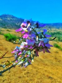 Close-up of blue flowers blooming outdoors