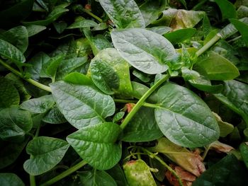 Close-up of wet leaves