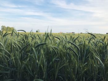 Close-up of corn field against sky