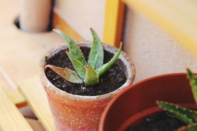 High angle view of potted plant on table