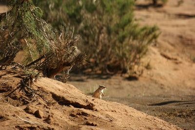 Side view of lizard on rock