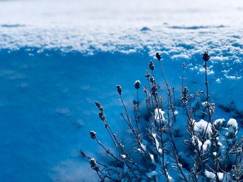 Close-up of frozen plants against sky