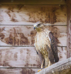 Close-up of bird perching on wood