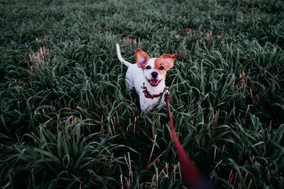 Portrait of dog standing amidst grass