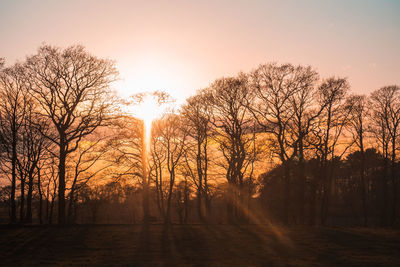 Bare trees in forest against sky during sunset