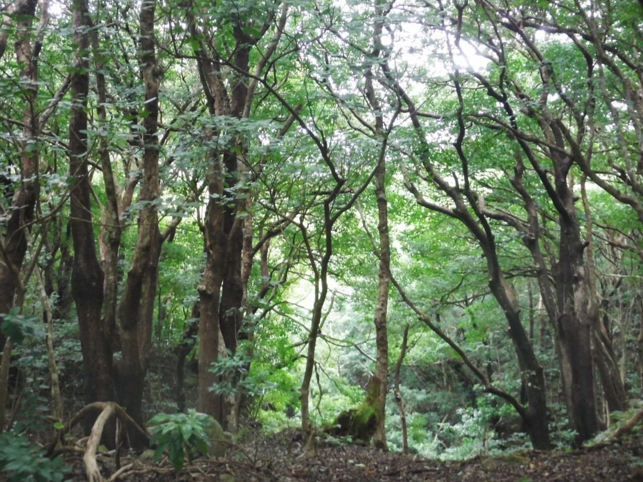 TREES GROWING IN FOREST