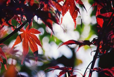 Low angle view of autumnal leaves