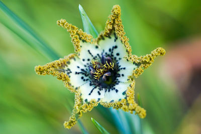 Close-up of exotic flower.