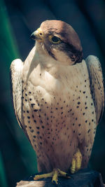 Close-up of owl perching outdoors