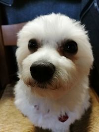 Close-up portrait of puppy at home