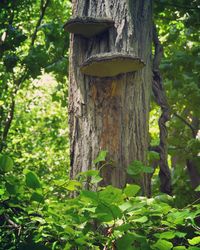 Close-up of birdhouse on tree trunk