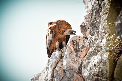 Low angle view of eagle perching on rock