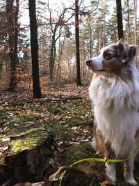 Dog in forest