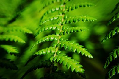 Close-up of fern leaves