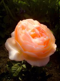 Close-up of pink flower