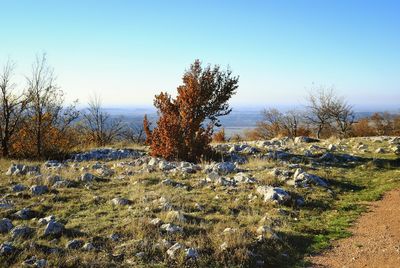 Close-up of tree against clear sky