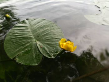 High angle view of yellow leaves floating on water