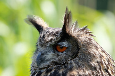 Close-up portrait of a bird