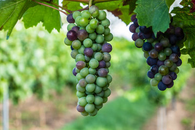 Red blue and purple grapes