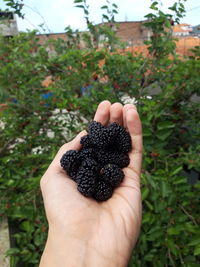 Cropped image of hand holding fruit