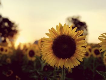 Close-up of sunflower on field against sky during sunset