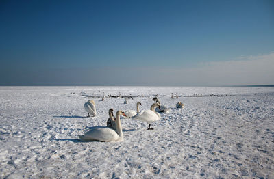 Flock of swans on snow against sky