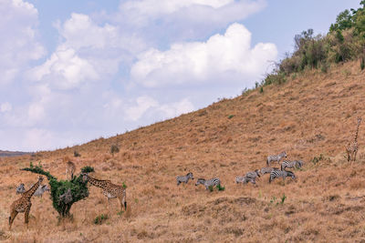 Zebras and giraffes grazing on the tree leaves in the maasai mara national reserve park in narok