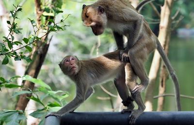 Monkeys sitting on tree