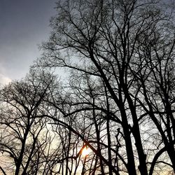 Low angle view of bare trees against sky at sunset