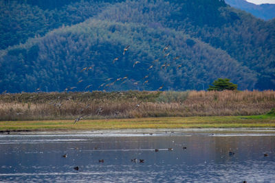 View of birds in lake