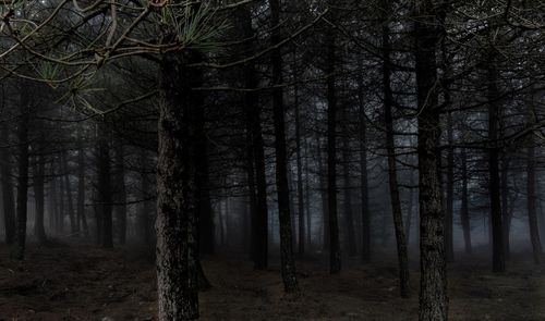 Trees on field in forest