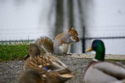 Close-up of squirrel eating an acorn