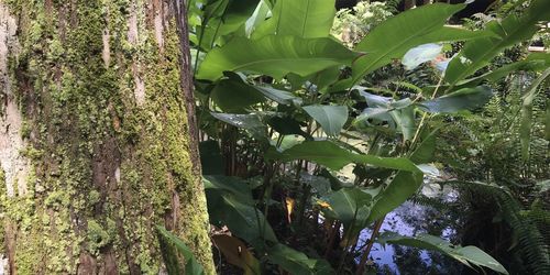 Close-up of fresh green plants on tree trunk
