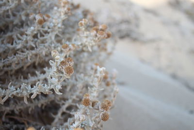 Close-up of flowers against blurred background