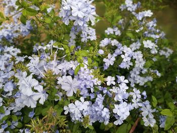 Close-up of white flowers blooming outdoors