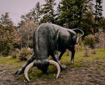 Horse standing in a field