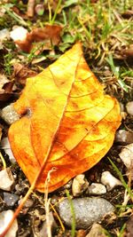 Close-up of yellow leaf fallen on grassy field