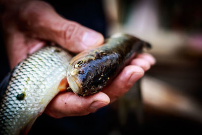 Cropped hand holding dead fish