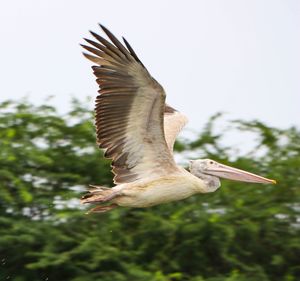 Low angle view of bird flying against sky