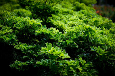 Close-up of fresh green plants