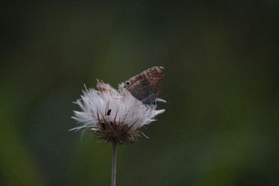 Close-up of butterfly pollinating on flower