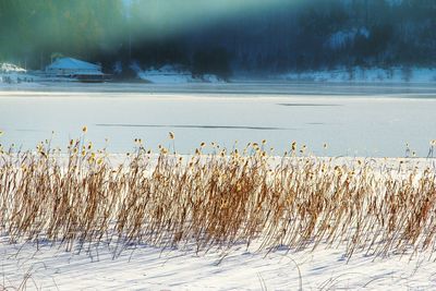 Plants growing on land during winter