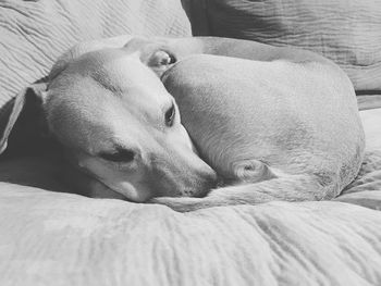 Close-up of dog sleeping on bed