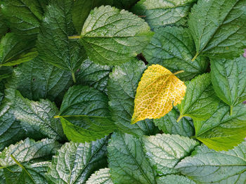 Close-up of fresh green leaves