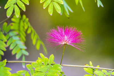 Close-up of pink flowering plant