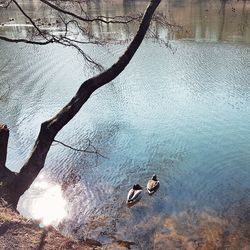 View of birds in lake