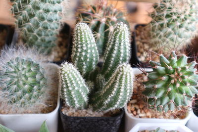 High angle view of succulent plant in pot