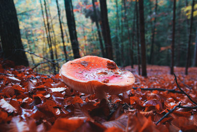 Close-up of autumn leaves in forest