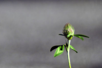Close-up of plant